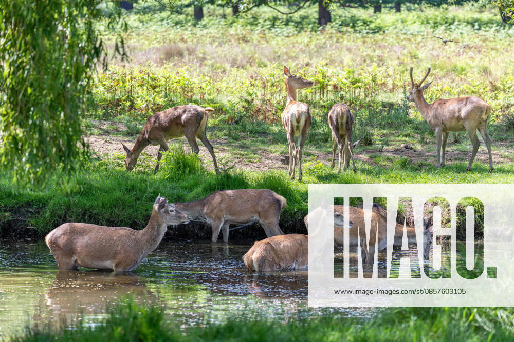 London, UK. Deer try to cooll off in a small pond in Richmond Park, southwest London today as the hot weather continues this week. The Met Office has forecast temperatures to hit over 33c in London and the South East this week, with cooler weather by Thursday. London UK - ZUMAl94_ 20260526_zaf_l94_075