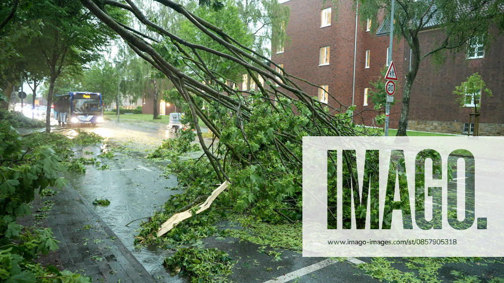 Eine heftige Gewitterfront wütete am Abend in Rheine. Die Kreisstadt versank nach sinnflutartigen Regenfällen, Orkanböen und Hagel im Unwetterchaos. In der Stadt herrscht seit 19 Uhr Ausnahmezustand. Zahlreiche Bäume sind umgestürzt und legen den Verkehr lahm. Ampeln sind auf Grund von Blitzschlägen ausgefallen. Zahlreiche Straßenzüge stehen unter Wasser. Ein Autofahrer versank mit seinem Wagen auf der Bahnhofstraße in den Fluten. Einige Menschen und auch Kinder unterschätzten die Gefahr und wollten die Unterführung durchqueren. Die Polizei schritt ein. Autos mussten abgeschleppt werden, da sie einen Wasserschaden erlitten. Die Feuerwehr kommt aktuell nicht hinterher. Bis in den Samstag hinein müssen die Schäden beseitigt werde