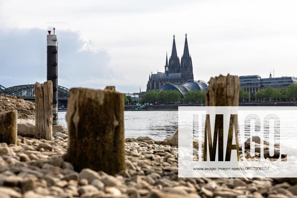 Niedrigwasser in Köln 29.05.2026 Niedrigwasser am Rhein in Köln-Deutz: Bei einem Rheinpegel von 148 cm am Pegel Köln sind am rechtsrheinischen Ufer Kiesflächen und alte Holzpfähle freigelegt. Die Holzpfähle werden bei Niedrigwasser sichtbar; ihre genaue historische Zuordnung gilt als nicht eindeutig. Im Hintergrund sind der Kölner Dom und die Hohenzollernbrücke zu sehen. Köln Deutz Nordrhein-Westfalen Deutschland