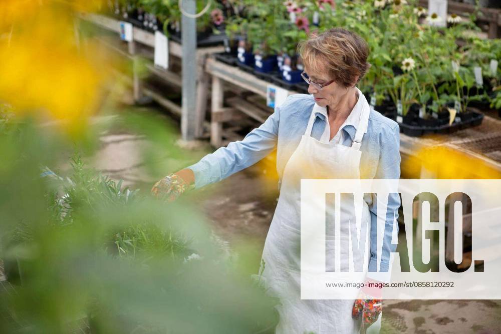 High angle view of senior female worker working at greenhouse model released Symbolfoto