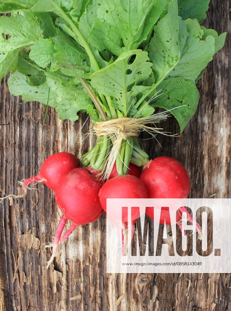IMAGO Creative, Sommer, Food, Radieschen radieschen ** radish,radishs 4pk-gxw