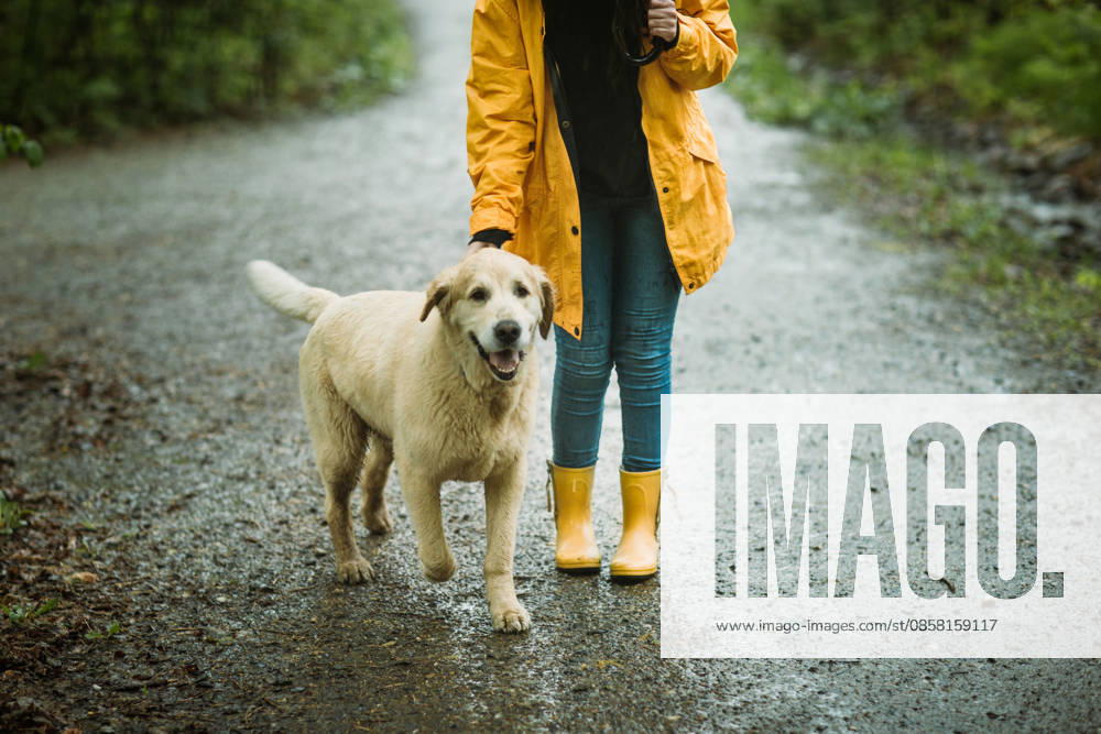 Hund,regenwetter,gassi gehen,hunde,regen,regnen,regnerisch,schlechtes wetter,verregnet,gassi ** dog,rain weather,walk the dog,dogs,rain weathers,rainy,walk the dogs 539-stv ,model released, Symbolfoto