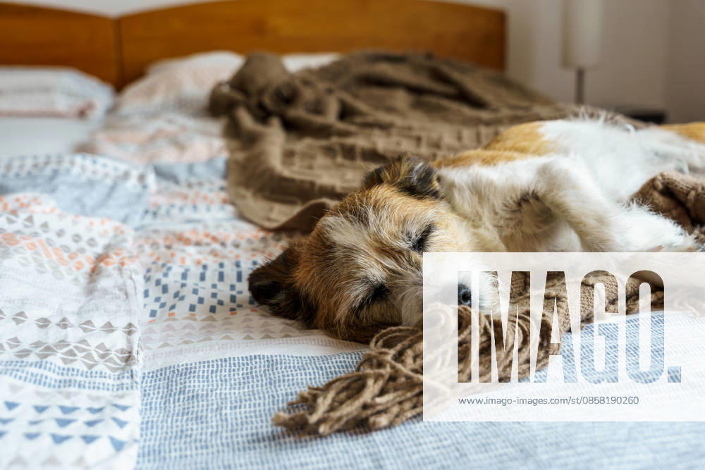 Schlafen,hund,schlaf,schlafend,hunde ** sleeping,dog,sleep,to be asleep,to sleep,dogs 615-ftn