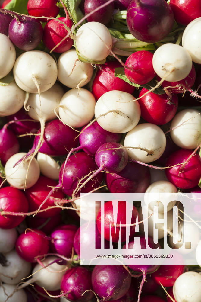 IMAGO Creative, Sommer, Food, Radieschen radieschen ** radish,radishs vly-l0w