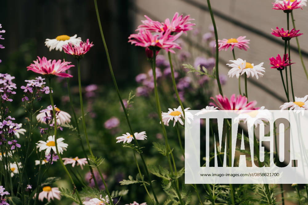 Pink and white daisies growing in a garden Sioux Falls, South Dakota, United States R_ASWE260605-2046056-01