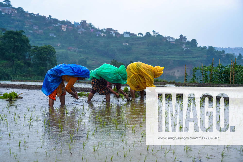 Paddy Planting Season Begins In Nepal Farmers plant paddy using traditional methods on the outskirts of Kathmandu, Nepal, on June 10, 2026, as the monsoon season begins. Kathmandu bagmati Nepal