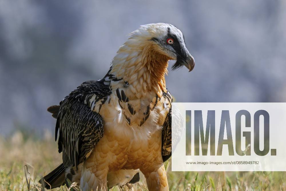 Bartgeier (Gypaetus barbatus) auf Nahrungssuche auf einer Wiese in den Pyrenäen Bearded vulture, Lämmergeier (Gypaetus barbatus) scavenging in meadow in the mountains of the Pyrenees