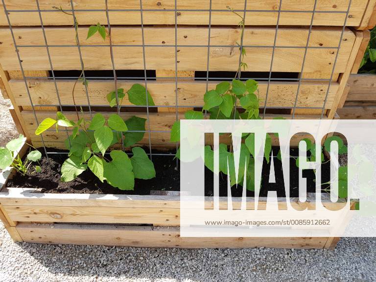Hochbeet, Kraeuter, Gemuese raised bed, Herbs, Vegetables