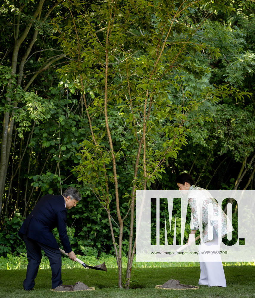 Amsterdam Emperor Naruhito of Japan and Empress Masako planting a cherry tree in the Blossom Park in the Amsterdam Forest on the 3rd and last day of the 3 day statevisit to the Netherlands. Â