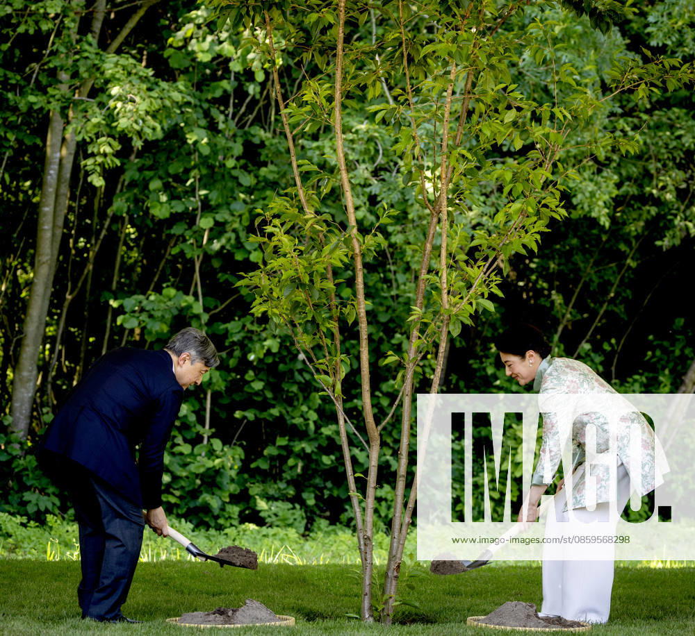Amsterdam Emperor Naruhito of Japan and Empress Masako planting a cherry tree in the Blossom Park in the Amsterdam Forest on the 3rd and last day of the 3 day statevisit to the Netherlands. Â