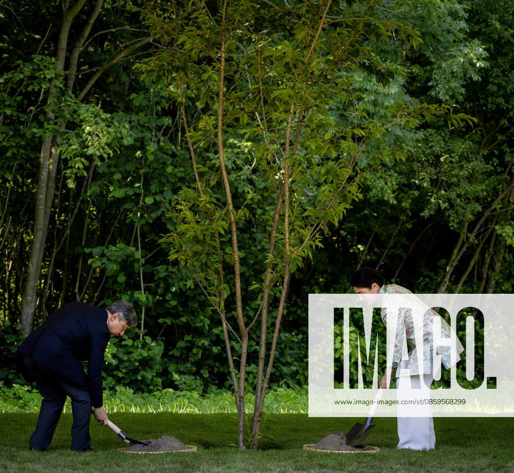Amsterdam Emperor Naruhito of Japan and Empress Masako planting a cherry tree in the Blossom Park in the Amsterdam Forest on the 3rd and last day of the 3 day statevisit to the Netherlands. Â