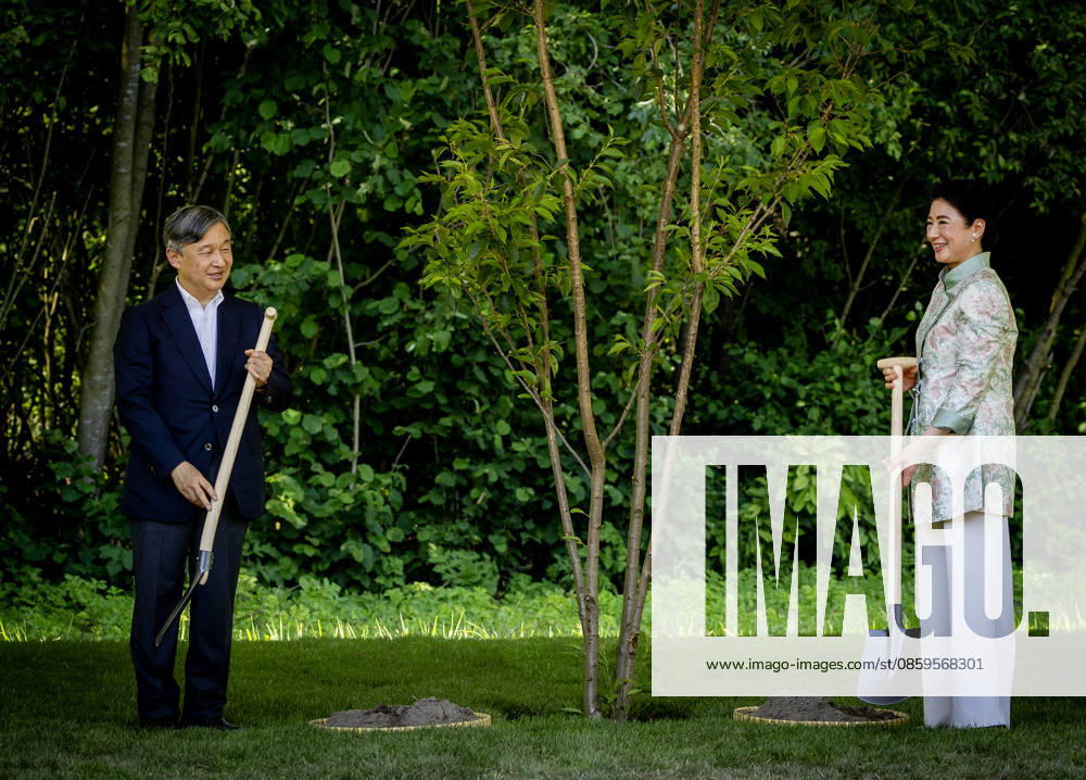 Amsterdam Emperor Naruhito of Japan and Empress Masako planting a cherry tree in the Blossom Park in the Amsterdam Forest on the 3rd and last day of the 3 day statevisit to the Netherlands. Â