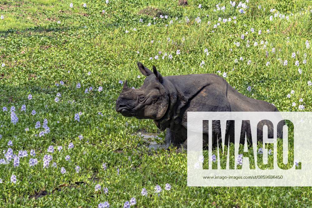 Panzernashorn, Rhinoceros unicornis, Indisches Panzernashorn, Chitwan Nationalpark, Terai, Nepal Rhinoceros, Rhinoceros unicornis, Indian rhinoceros, Chitwan National Park, Terai, Nepal
