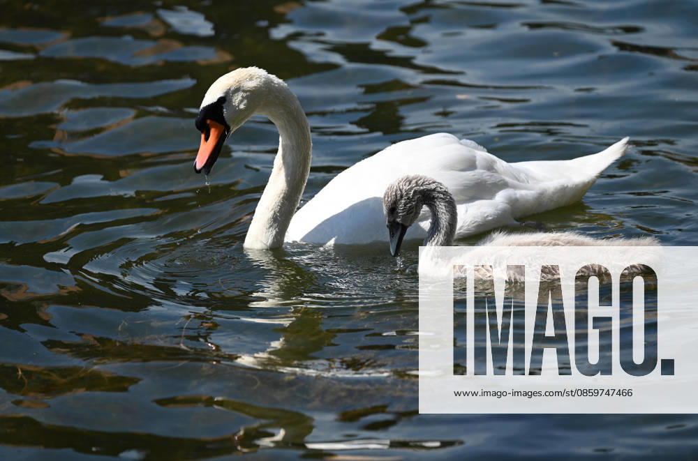 Ein Schwan schwimmt mit seinen Kueken, Schwanenfamilie, im Duisburger Innenhafen, in Duisburg am 22.06.2026,