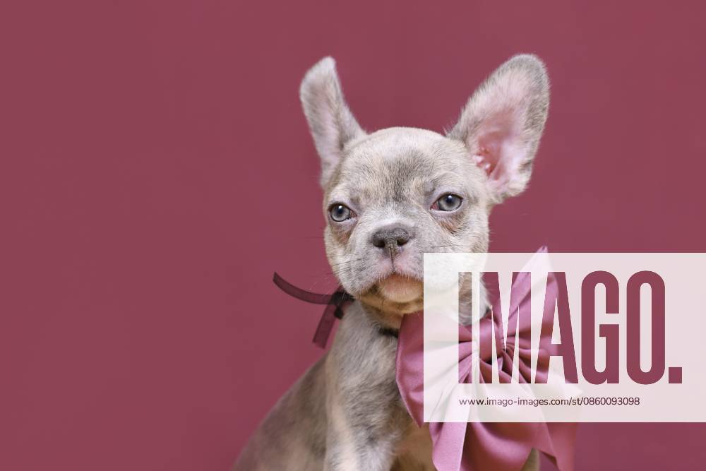 Junger Hundewelpe mit französischer Bulldogge von Lilac Brindle mit gesunder langer Nase und Band vor Studiohintergrund Young Lilac Brindle French Bulldog dog puppy with healthy long nose and ribbon in front of studio background