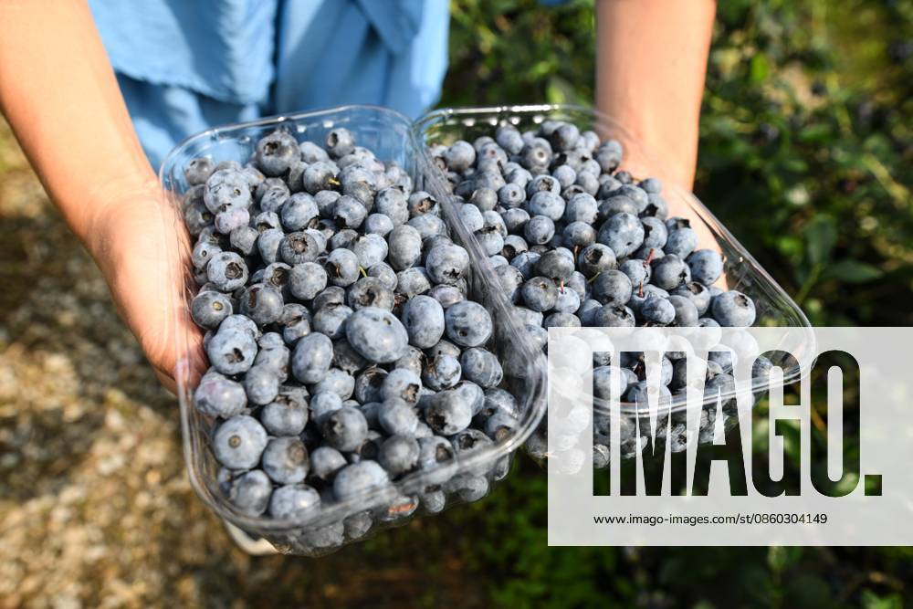 Russia Agriculture Blueberry Harvesting 9197522 29.06.2026 A worker holds containers with picked blueberries at the Sochi Gardens enterprise in the village of Vardane, Krasnodar region, Russia. Ekaterina Lyzlova Sputnik Sochi Krasnodar region Russia