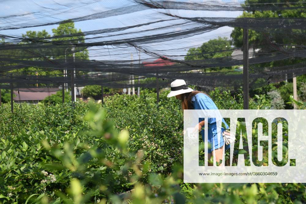Russia Agriculture Blueberry Harvesting 9197527 29.06.2026 A worker picks blueberries at the Sochi Gardens enterprise in the village of Vardane, Krasnodar region, Russia. Ekaterina Lyzlova Sputnik Sochi Krasnodar region Russia