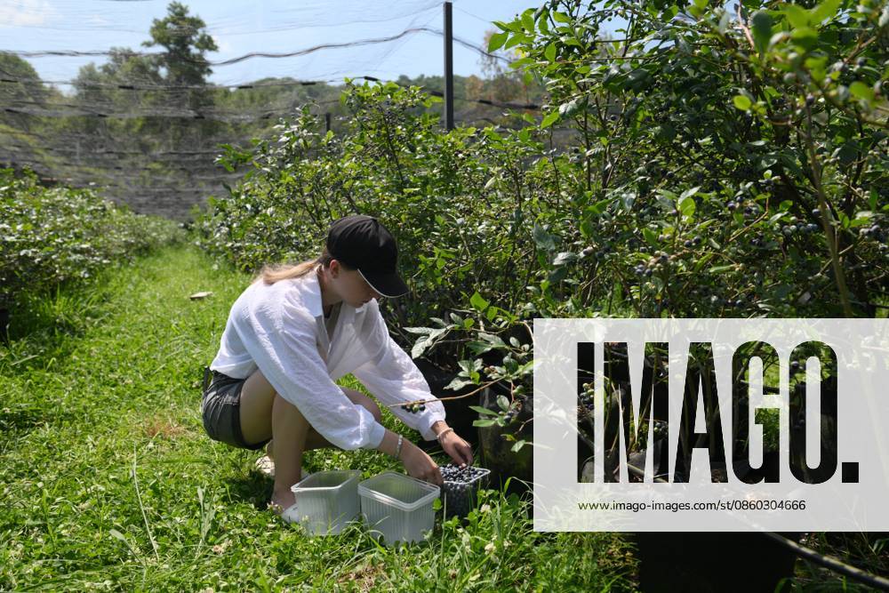 Russia Agriculture Blueberry Harvesting 9197530 29.06.2026 A worker picks blueberries at the Sochi Gardens enterprise in the village of Vardane, Krasnodar region, Russia. Ekaterina Lyzlova Sputnik Sochi Krasnodar region Russia