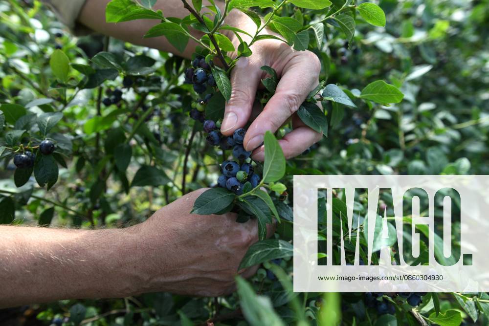 Russia Agriculture Blueberry Harvesting 9197529 29.06.2026 A worker picks blueberries at the Sochi Gardens enterprise in the village of Vardane, Krasnodar region, Russia. Ekaterina Lyzlova Sputnik Sochi Krasnodar region Russia