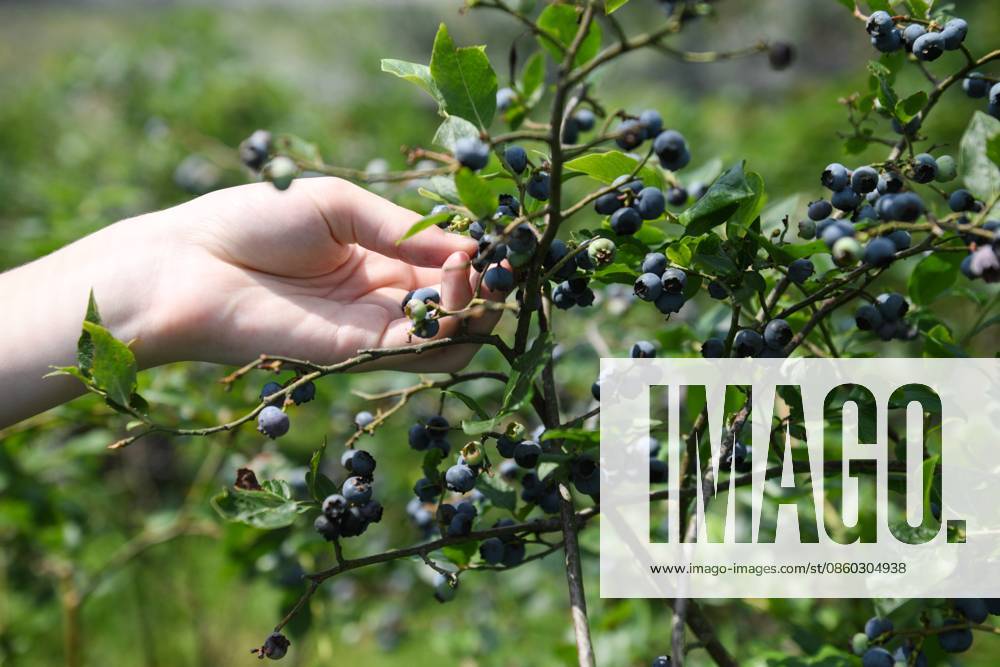 Russia Agriculture Blueberry Harvesting 9197532 29.06.2026 A worker picks blueberries at the Sochi Gardens enterprise in the village of Vardane, Krasnodar region, Russia. Ekaterina Lyzlova Sputnik Sochi Krasnodar region Russia