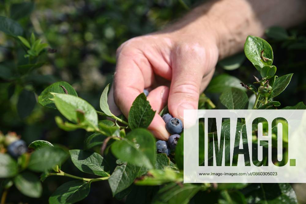 Russia Agriculture Blueberry Harvesting 9197525 29.06.2026 A worker picks blueberries at the Sochi Gardens enterprise in the village of Vardane, Krasnodar region, Russia. Ekaterina Lyzlova Sputnik Sochi Krasnodar region Russia