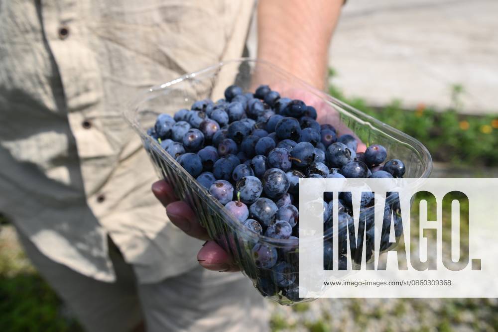Russia Agriculture Blueberry Harvesting 9197537 29.06.2026 A worker holds a container with picked blueberries at the Sochi Gardens enterprise in the village of Vardane, Krasnodar region, Russia. Ekaterina Lyzlova Sputnik Sochi Krasnodar region Russia