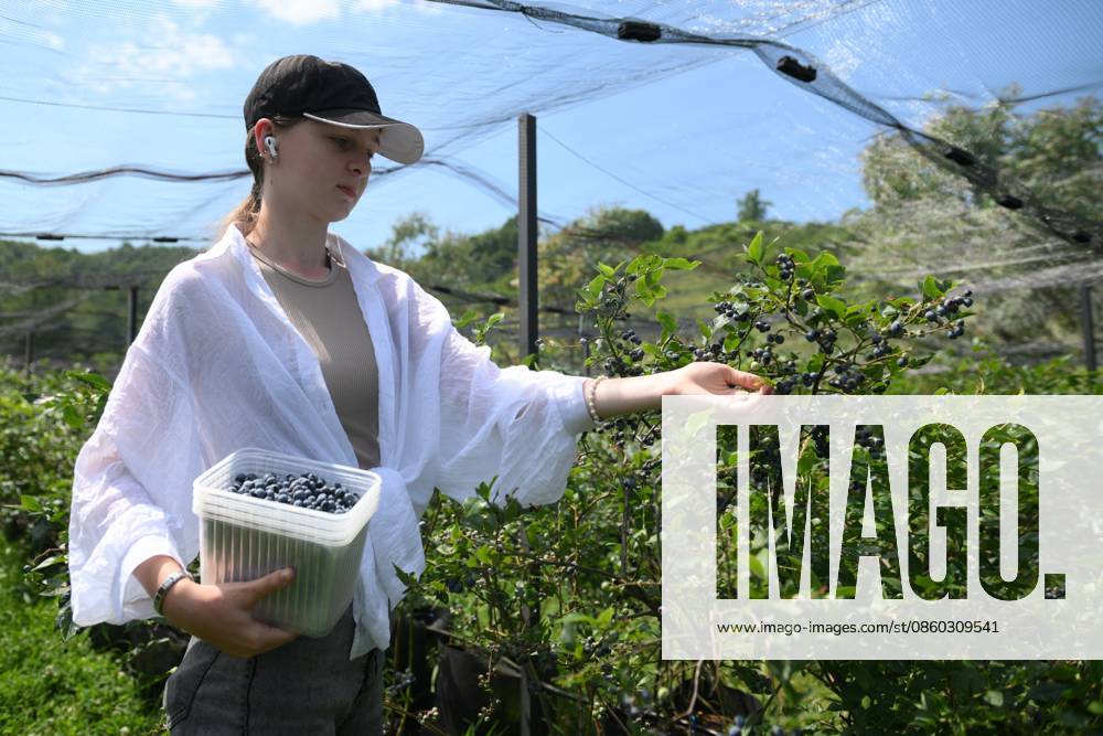 Russia Agriculture Blueberry Harvesting 9197538 29.06.2026 A worker picks blueberries at the Sochi Gardens enterprise in the village of Vardane, Krasnodar region, Russia. Ekaterina Lyzlova Sputnik Sochi Krasnodar region Russia