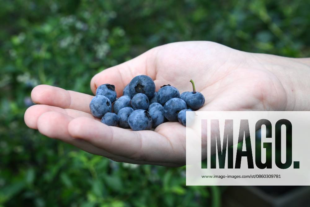Russia Agriculture Blueberry Harvesting 9197533 29.06.2026 A worker shows blueberries picked at the Sochi Gardens enterprise in the village of Vardane, Krasnodar region, Russia. Ekaterina Lyzlova Sputnik Sochi Krasnodar region Russia