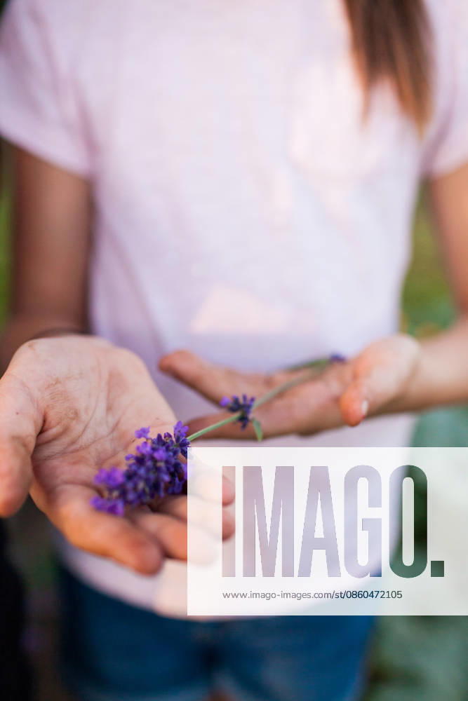 Child holding fresh lavender in dirty hands Langley, British Columbia, Canada CR_JDIP260630-2071725-01 ,model released, Symbolfoto