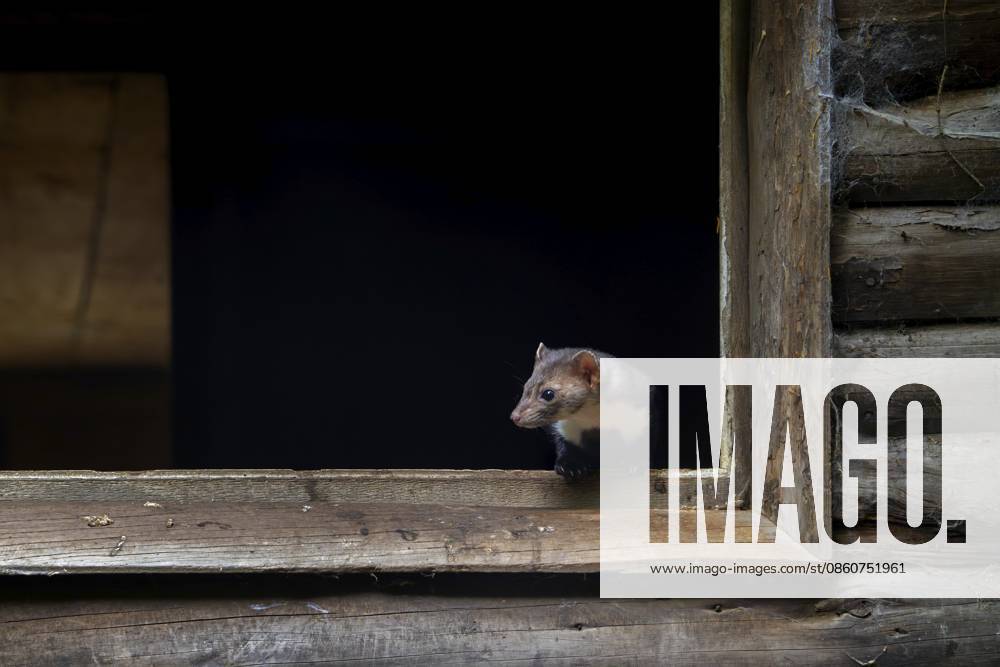 Buchenmarder, Steinmarder (Martes foina), der aus dem Fensterrahmen einer hölzernen Scheune, eines landwirtschaftlichen Gebäudes, hinausschaut Beech marten, stone marten (Martes foina) looking out from window frame of wooden barn, farm building