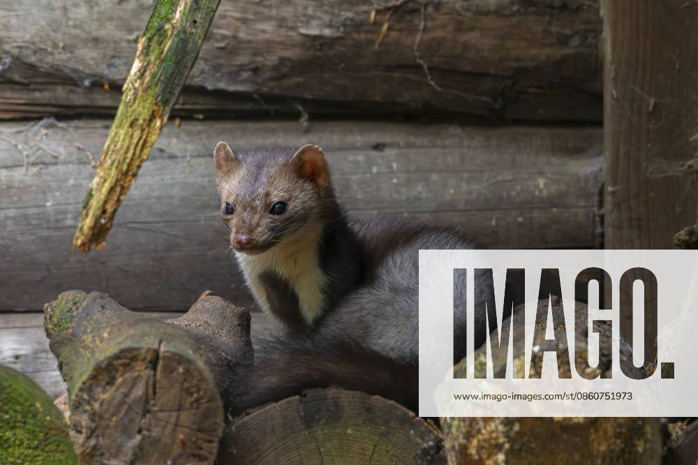 Buchenmarder, Steinmarder (Martes foina), der auf einem Holzstapel neben einer Holzscheune, einem Wirtschaftsgebäude oder einer Blockhütte ruht Beech marten, stone marten (Martes foina) resting on pile of firewood next to wooden barn, farm building, log cabin