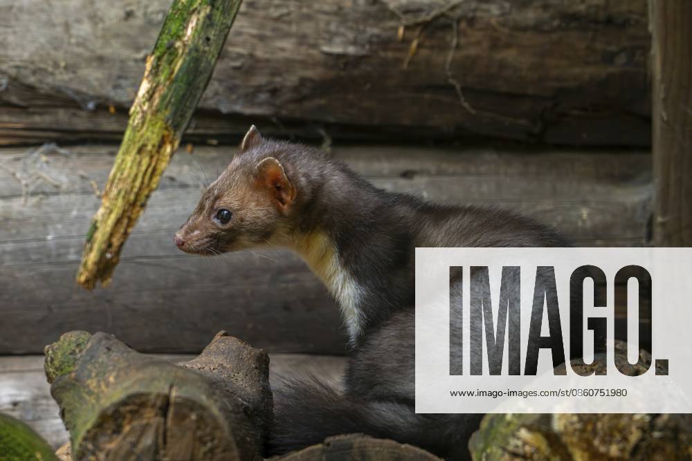 Buchenmarder, Steinmarder (Martes foina), sitzend auf einem Holzstapel neben einer Holzscheune, einem Wirtschaftsgebäude oder einer Blockhütte Beech marten, stone marten (Martes foina) sitting on pile of firewood next to wooden barn, farm building, log cabin