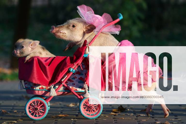 Miniature pigs in Balashikha, Moscow Region. Anton Novoderezhkin TASS TS0944B5