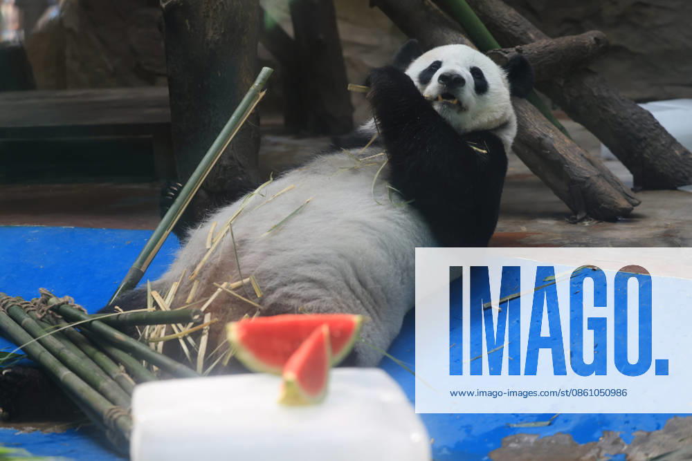 A giant panda eats bamboo beside an ice block to cool down at Chengdu Zoo on July 8, 2026 in Chengdu, Sichuan Province of China. The Chengdu Zoo has taken various measures to help animals beat the summer heat.