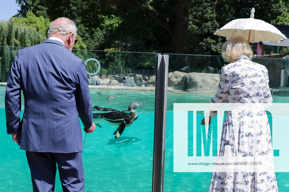 London, UK. King Charles III and Queen Camilla take part in laser training exercises with Humboldt penguins at Penguin Beach during their visit to London Zoo to mark the 200th anniversary of the Zoological Society of London. London UK - ZUMAl94_ 20260709_zaf_l94_012
