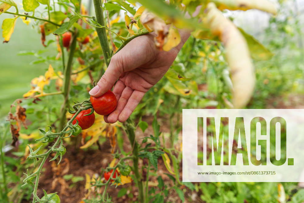 Konzept für Gartenbau und Landwirtschaft. Landarbeiterin, die frische, reife Bio-Tomaten von Hand pflückt. Gewächshausanbau. Gemüseanbau. Tomatenanbau im Gewächshaus. Gardening and agriculture concept. Woman farm worker hand picking fresh ripe organic tomatoes. Greenhouse produce. Vegetable food production. Tomato growing in greenhouse (License=RF)