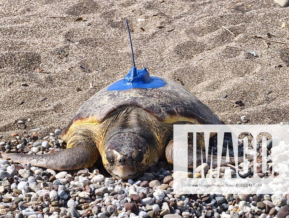Two loggerhead turtles released with satellite tracking devices in Antalya ANTALYA, TURKIYE - JULY 13: Two loggerhead sea turtles named Inci and Mercan are released into the sea after being fitted with satellite tracking devices as part of the Miner Turtle Research, Monitoring And Conservation of Sea Turtles Project in Antalya, Turkiye on July 13, 2026. Mustafa Karabiyik Anadolu Antalya Turkey. Editorial use only. Please get in touch for any other usage.