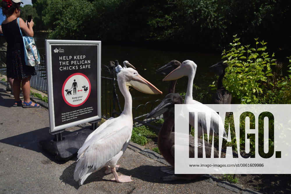 Resident pelicans and their chicks stand next to a sign asking people to help keep the chicks safe in St James s Park. Six great white pelicans live in the park and this is the first time that they have successfully had babies. Four young pelicans hatched several weeks ago and have already grown to adult size, and they are now venturing outside the secluded nesting area. London United Kingdom - ZUMAv130 20260714_zip_v130_049