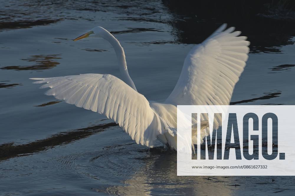 Great Egret (Ardea alba) Hunting in Deep Water Pacific Grove US - ZUMAm225 20260714_zap_m225_003
