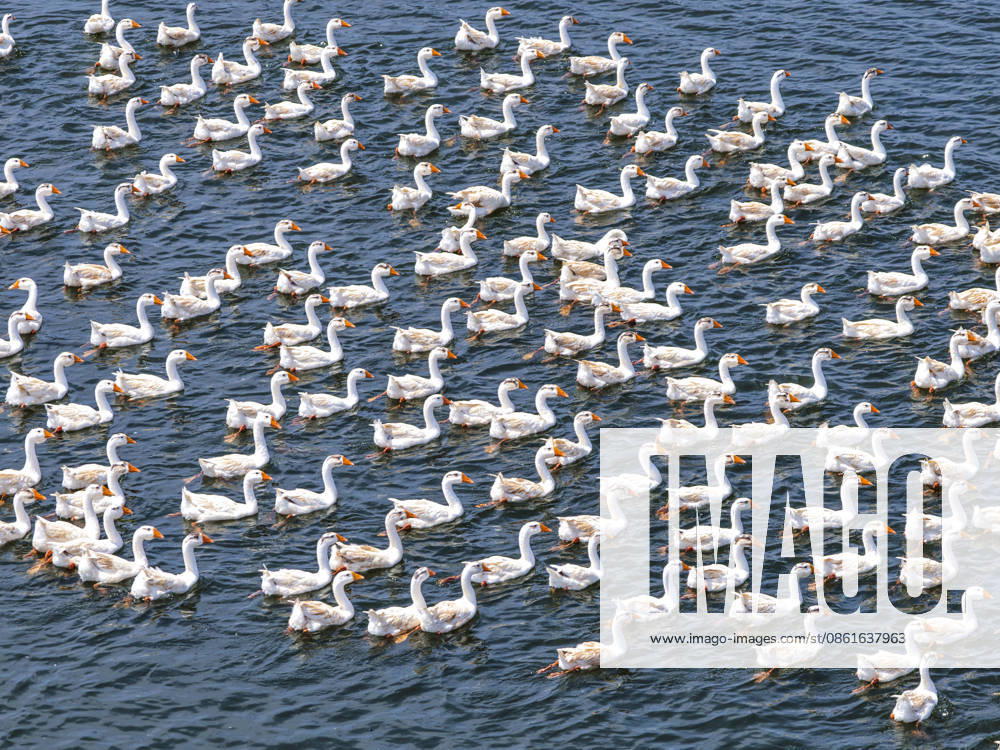 A flock of geese swim in a pond on July 14, 2026 in Yixing Village, Wuhu City, Anhui Province of China. Local farmers have adopted ecological breeding methods to increase income.