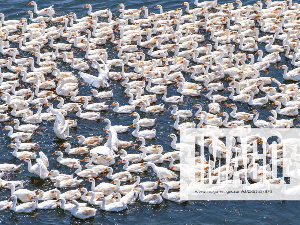 A flock of geese swim in a pond on July 14, 2026 in Yixing Village, Wuhu City, Anhui Province of China. Local farmers have adopted ecological breeding methods to increase income.