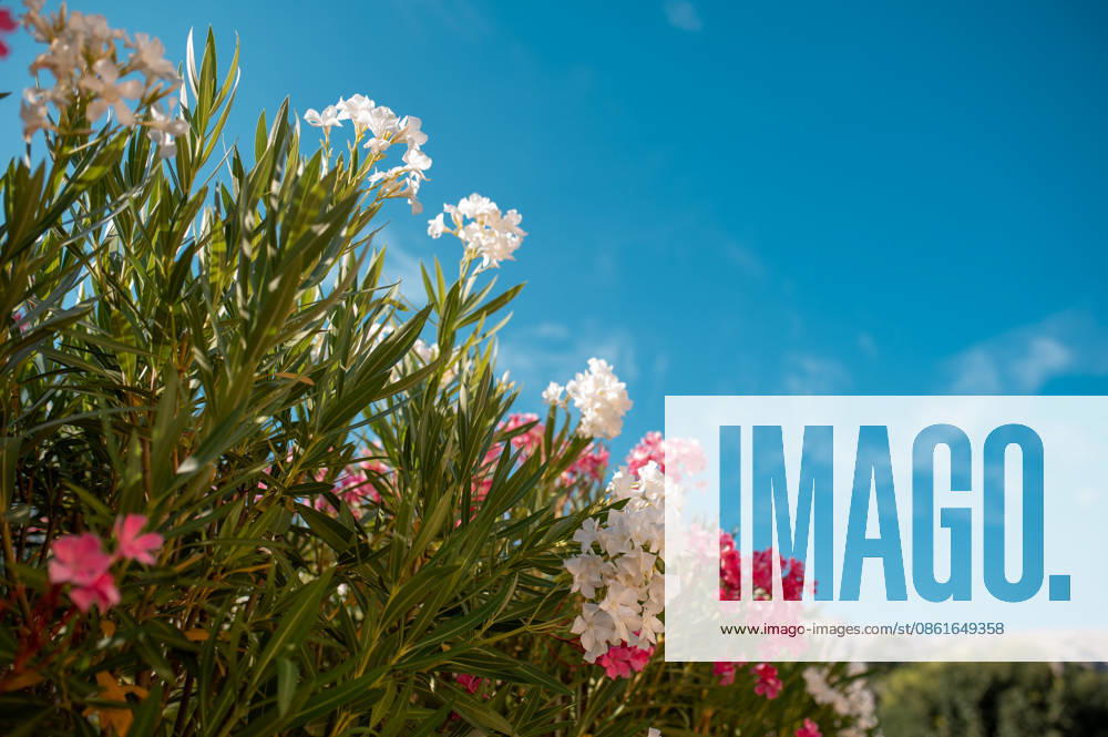 Vibrant pink and white oleander flowers bloom against a clear blue sky Krk, Primorje-Gorski Kotar County, Croatia R_JUCE260712-2077080-01 ,model released, Symbolfoto ,property released