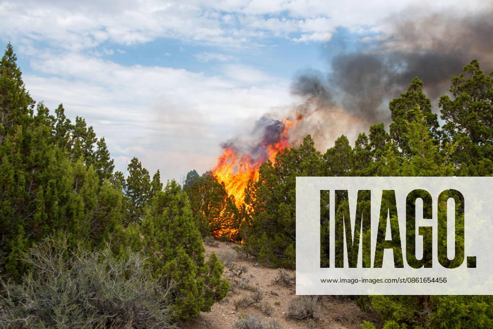 Flames and a thick column of smoke erupt from a stand of juniper trees near Vernon, Utah, on Tuesday, July 14, 2026. Extreme fire behavior and erratic winds continue to challenge suppression efforts on the active Stookey wildfire in Tooele County. Vernon USA - ZUMAm292 20260714_znp_m292_022
