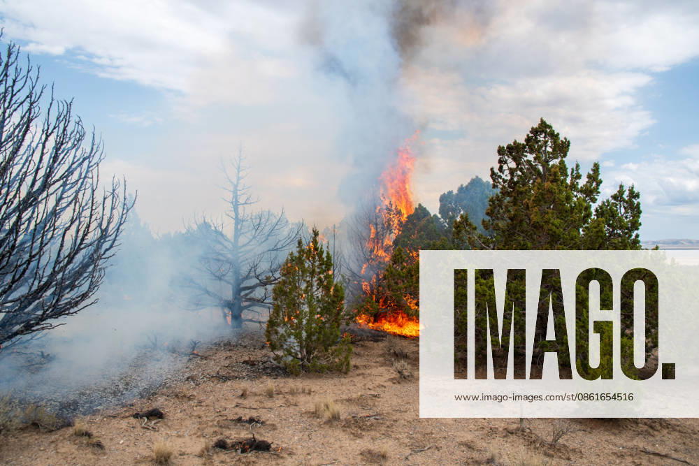 Flames and a thick column of smoke erupt from a stand of juniper trees near Vernon, Utah, on Tuesday, July 14, 2026. Extreme fire behavior and erratic winds continue to challenge suppression efforts on the active Stookey wildfire in Tooele County. Vernon USA - ZUMAm292 20260714_znp_m292_023