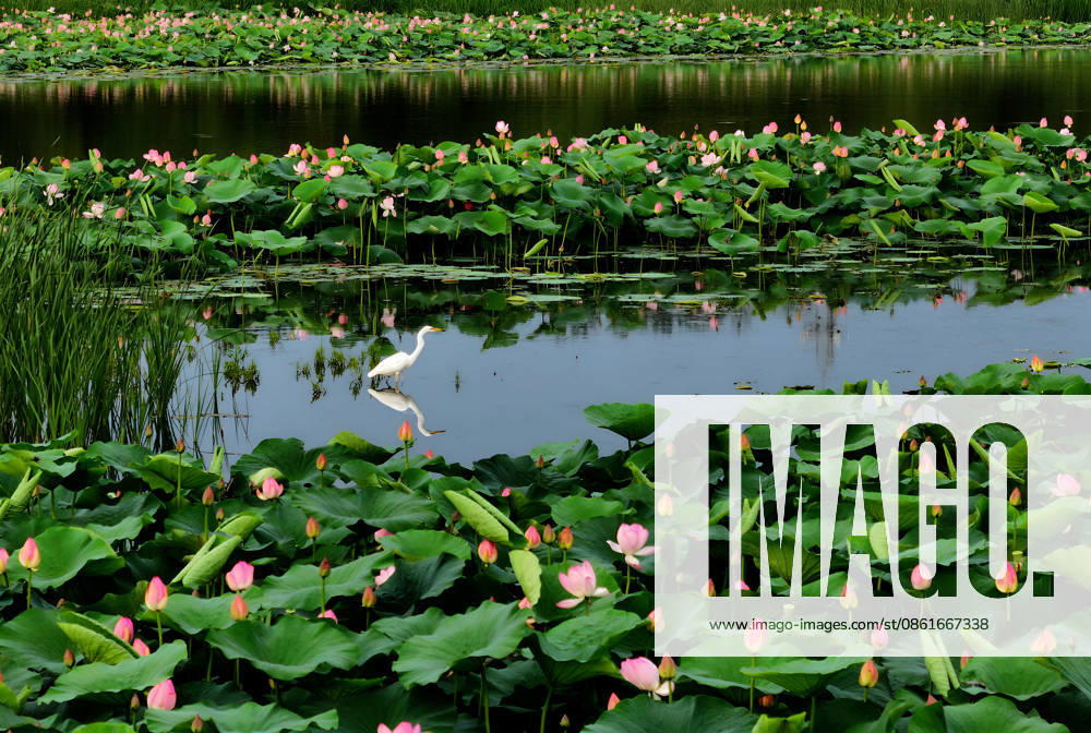 Lotus flowers bloom in a pond near the Harbin Grand Theatre on July 14, 2026 in Harbin, Heilongjiang Province of China. Citizens visit the site to view the blooming flowers.