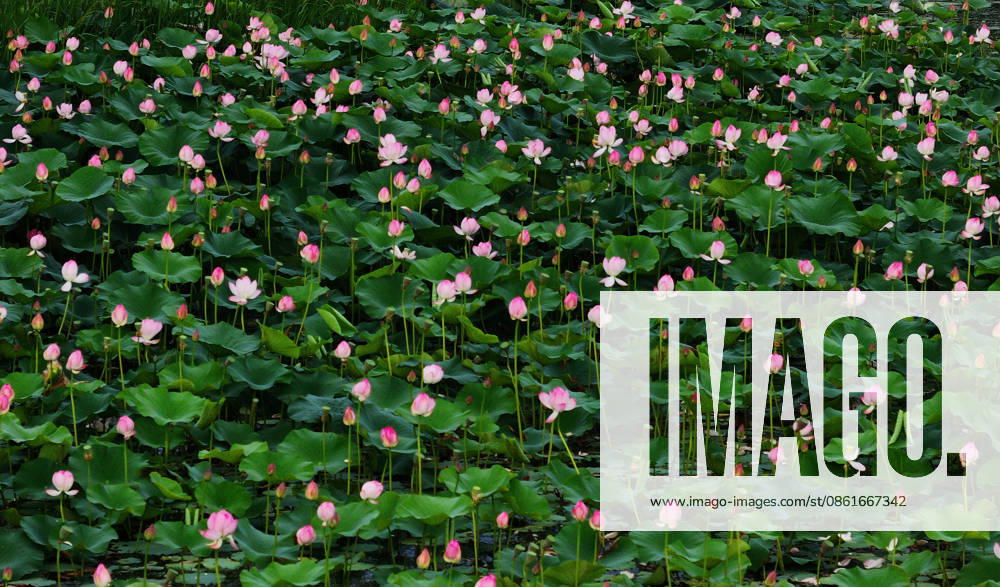 Lotus flowers bloom in a pond near the Harbin Grand Theatre on July 14, 2026 in Harbin, Heilongjiang Province of China. Citizens visit the site to view the blooming flowers.