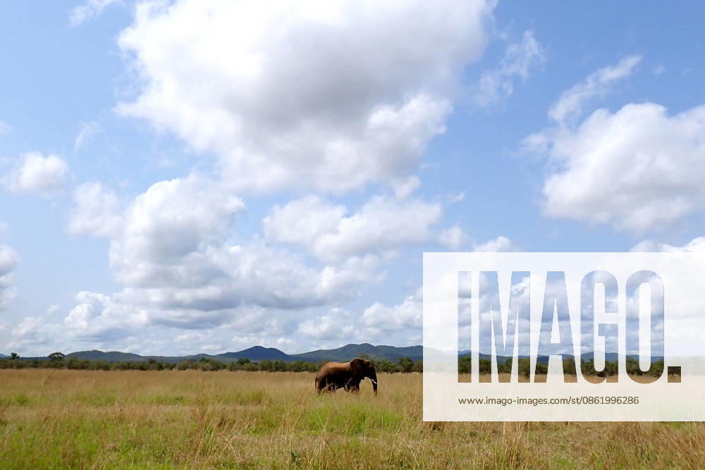 Zanzibar: Mikumi national park A single wild African elephant (Loxodonta africana) stands in the golden grasslands of Mikumi National Park, under a deep blue sky dotted with fluffy white clouds, with mountains on the horizon., Credit:Vincenzo Izzo Avalon Tanzania, Mikumi, Mikumi
