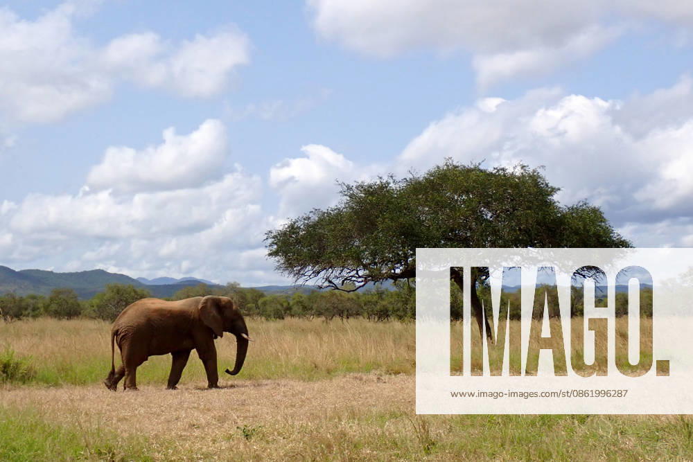 Zanzibar: Mikumi national park A single wild African elephant (Loxodonta africana) stands in the golden grasslands of Mikumi National Park, under a deep blue sky dotted with fluffy white clouds, with mountains on the horizon., Credit:Vincenzo Izzo Avalon Tanzania, Mikumi, Mikumi