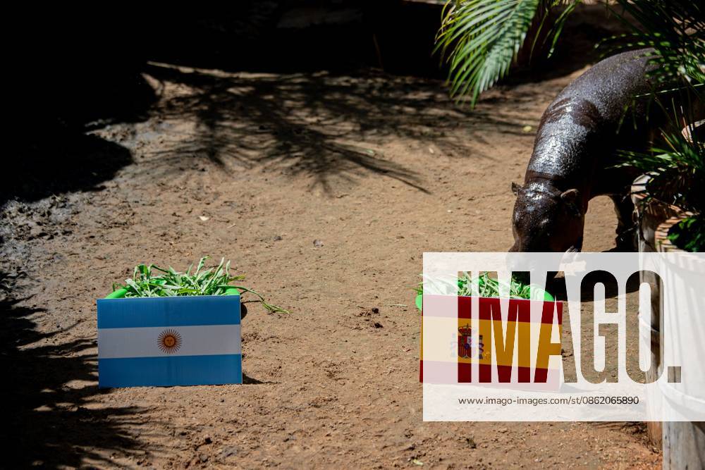 Entertainment Themen der Woche KW29 Moo Daeng the Pygmy Hippo Predicts Spain to Win 2026 FIFA World Cup Final NAKHON RATCHASIMA, THAILAND JULY 19, 2026: Moo Daeng, the popular pygmy hippo, takes part in a prediction event for the 2026 FIFA World Cup final at Nakhon Ratchasima Zoo, Thailand, July 19, 2026. During the event, Moo Daeng chooses food from a tray marked with the Spanish flag, predicting Spain to defeat Argentina in the tournament s final. The light-hearted event attracts visitors and football fans ahead of the FIFA World Cup final. Nakhon Ratchasima Thailand