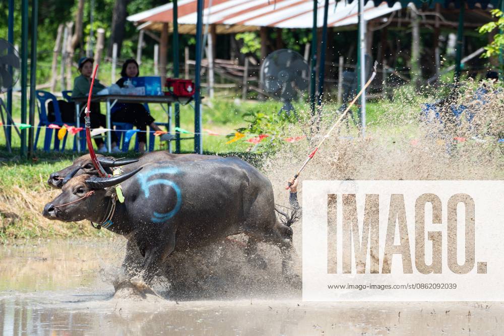 CHONBURI, THAILAND JULY 19, 2026: The atmosphere of the traditional water buffalo racing festival at a temporary ground in Mueang Chonburi District. The event reflects the agricultural heritage of eastern Thailand, where farmers traditionally cultivate rice and raise buffaloes. JNA Press Chonburi Province Thailand - ZUMAq101 20260719_zna_q101_136